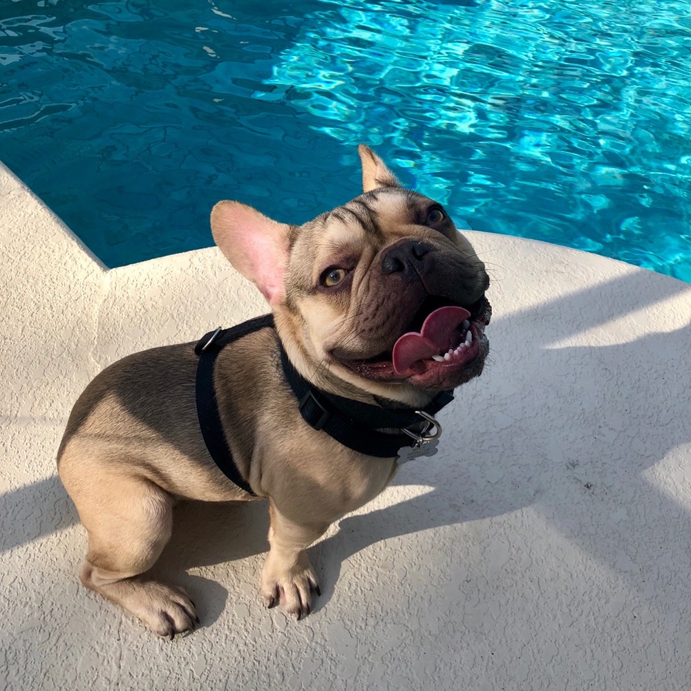 ISO ANYTHING FRENCHIE